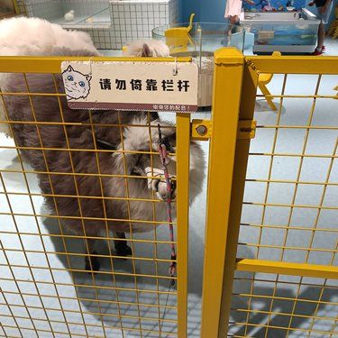 猫咪天地～宠物乐园
