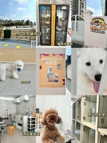 东晓南｜狗狗幼儿园只吃喝玩乐不上课那种