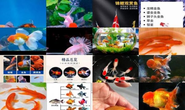 最好养的金鱼品种