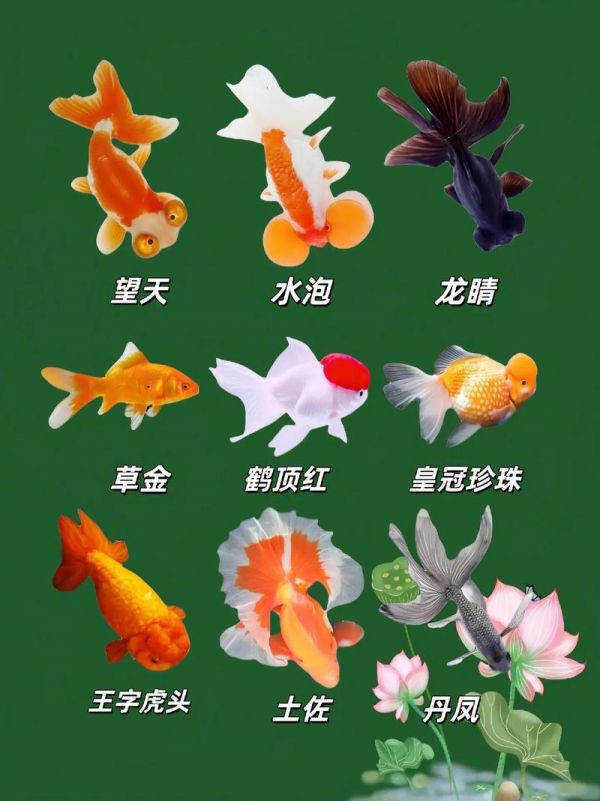 金鱼品种,金鱼品种图片大全介绍