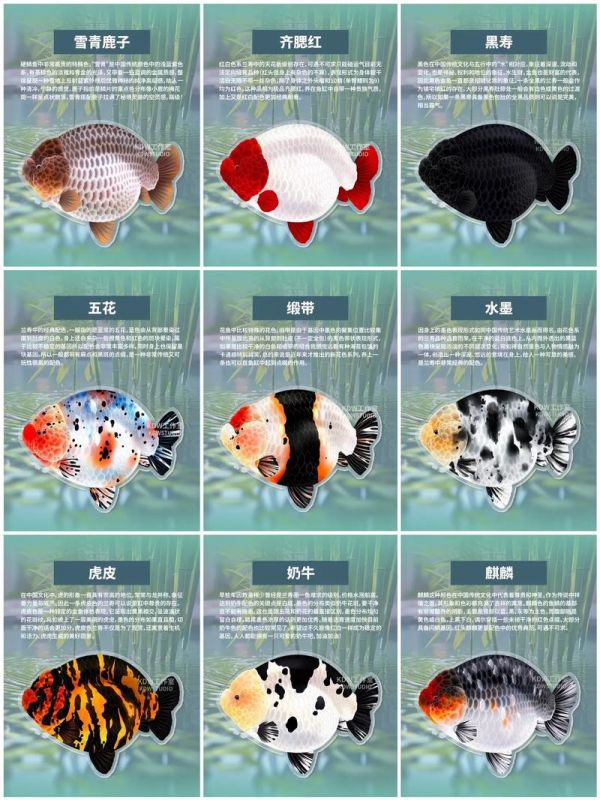 金鱼品种,金鱼品种图片大全介绍