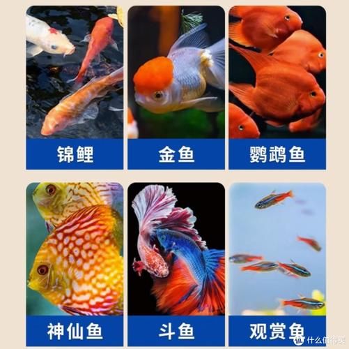 金鱼品种,金鱼品种图片大全介绍