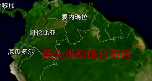 黄头龟养殖方法和注意事项，黄头龟饲养指南
