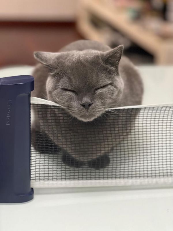 自制猫咪补水罐头的做法