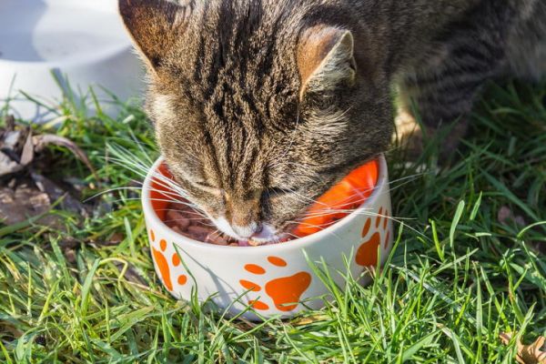 王猫总结的老年猫想要吃的食物特征