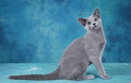 猫咪靠着你睡觉是什么意思