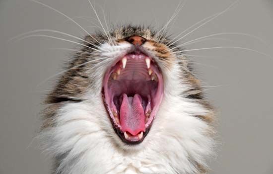 猫咪喜不喜欢吃老鼠