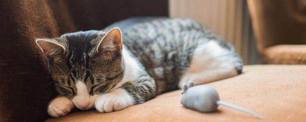 猫咪不尿怎么办