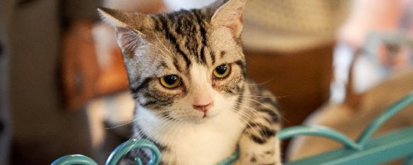 家里猫咪发情怎么办 家里猫咪发情怎么处理