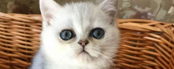 猫咪吃诺氟沙星的剂量