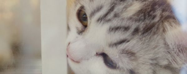 猫感冒吃什么药 猫咪感冒该怎么吃药你都知道吗