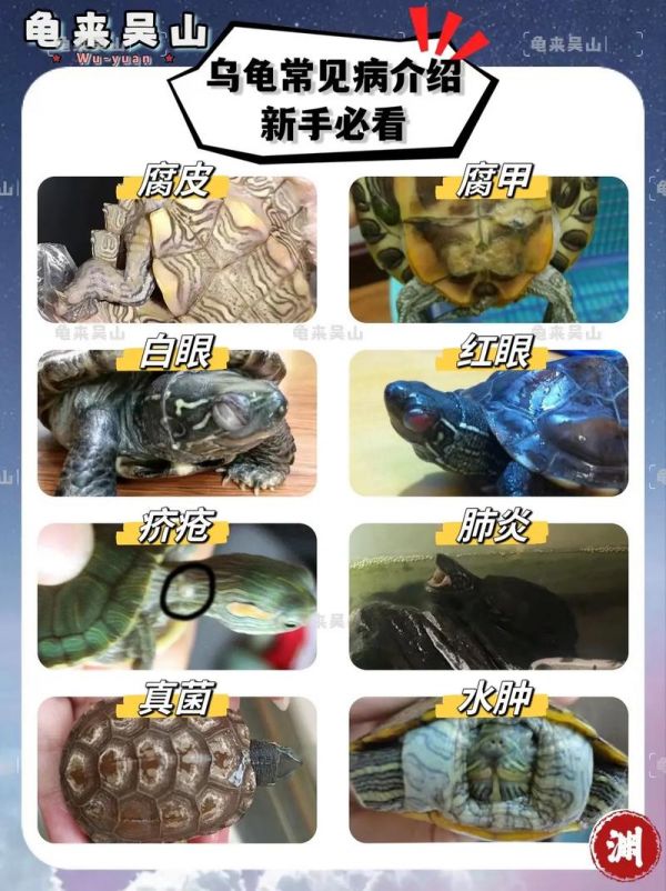 龟病如何防治