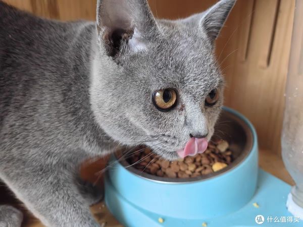 猫咪萌宠养成记：如何拥有一只可爱的猫咪？