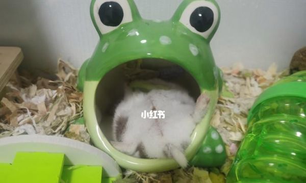 仓鼠可以食用生菜吗？（探究仓鼠饮食习惯，解析生菜是否适合宠物仓鼠食用）