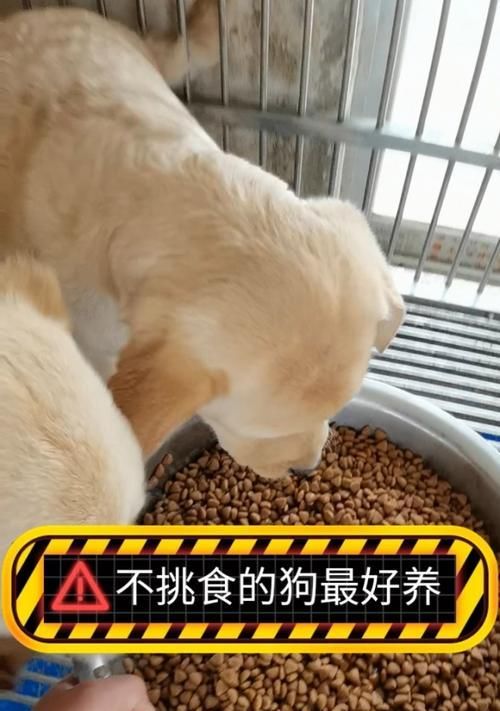 如何科学喂养你的狗狗（合理计算狗粮饮食量，保持健康成长）