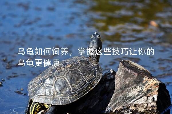 乌龟如何饲养，掌握这些技巧让你的乌龟更健康
