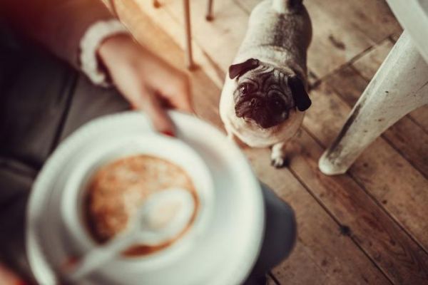 你的狗可以当素食主义者吗？ ​