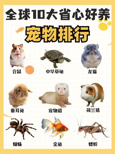 你能分辨真假宠物吗？