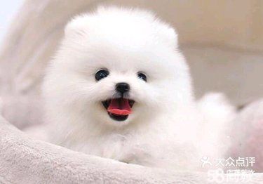 博美犬