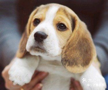 比格犬