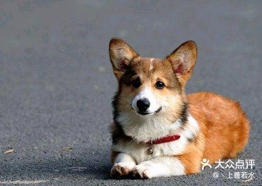 威尔士柯基犬