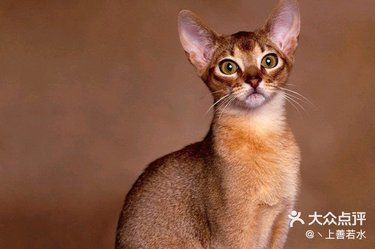 阿比西尼亚猫