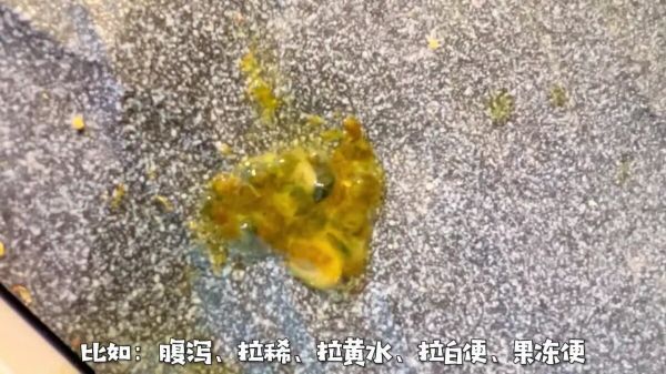 乌龟生病的预兆:如何判断乌龟是否生病了?