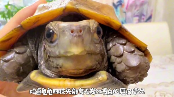 乌龟生病的预兆:如何判断乌龟是否生病了?