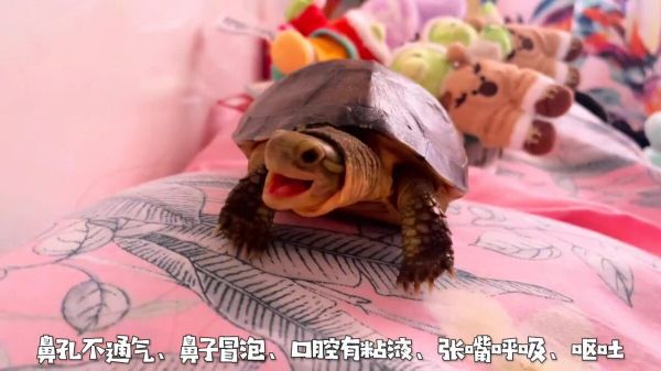 乌龟生病的预兆:如何判断乌龟是否生病了?