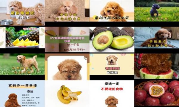 泰迪最忌口的三种水果