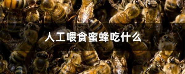 人工喂食蜜蜂吃什么