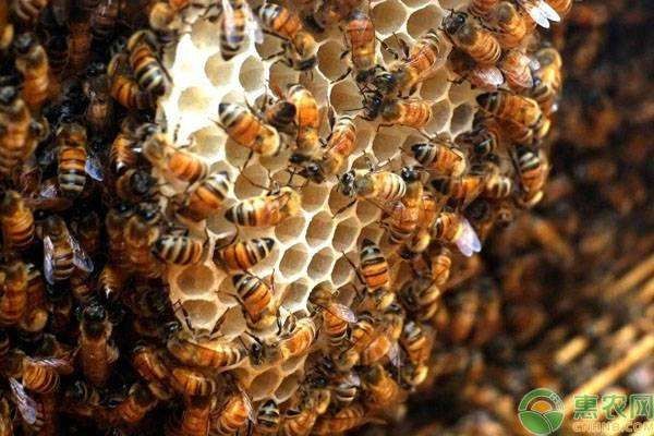 蜜蜂如何养殖？蜜蜂养殖技术大全-图片版权归惠农网所有
