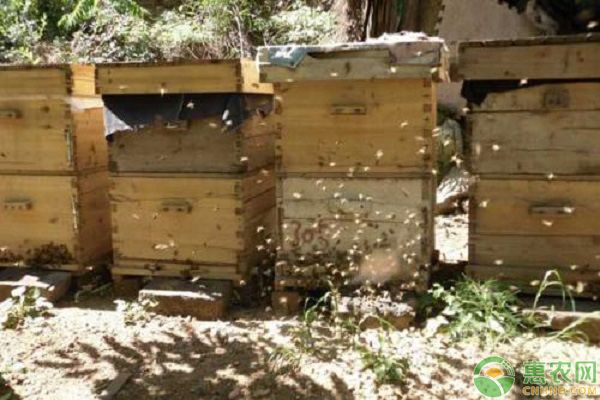 蜜蜂如何养殖？蜜蜂养殖技术大全-图片版权归惠农网所有