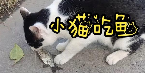 让宠物健康成长，主人该如何喂狗狗吃鱼？（以主人喂狗狗吃鱼，保障宠物健康成长）