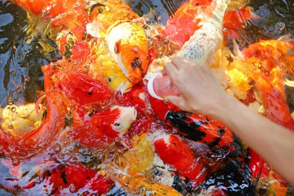 金鱼吃什么食物，怎么喂食才合理