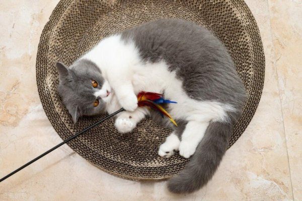 猫咪第一次发情一般是什么时候？