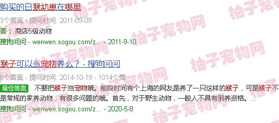 宠物猴子幼崽哪里买
