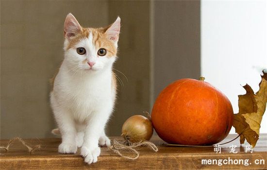 新手养猫攻略(最全的新手养猫攻略)