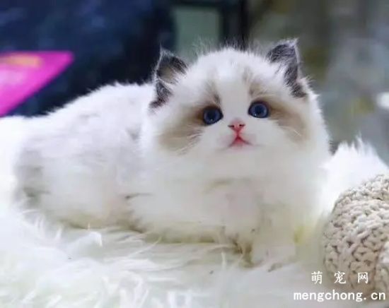 新手养猫攻略(最全的新手养猫攻略)