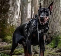 世界最好的七大护卫犬排名:守护家庭安全的不二之选!