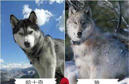 盘点世上8种外表最像狼的狗狗,排名第1的完全和狼分不清!