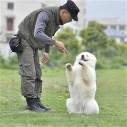 如果你想成为训犬师,这几点你准备好了吗?尤其最后一点很重要