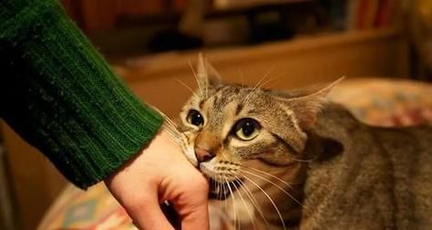 猫咪为什么经常对主人哈气？（猫咪哈气的原因和解决方法）