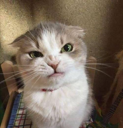 猫咪为什么经常对主人哈气？（猫咪哈气的原因和解决方法）