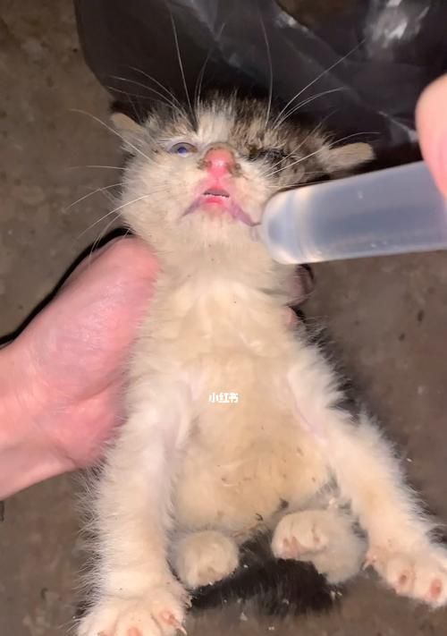 猫咪为什么经常对主人哈气？（猫咪哈气的原因和解决方法）