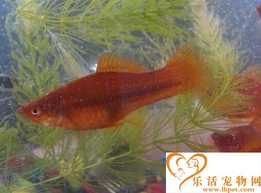 红剑鱼繁殖征兆 红剑鱼的繁殖征兆详解