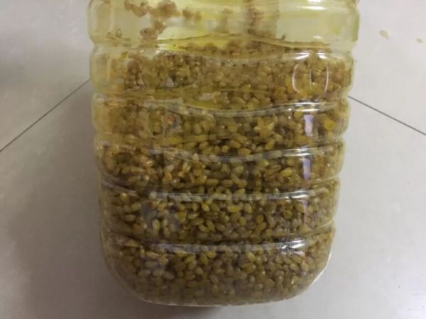 用自制窝料钓鲫鱼,效果比商品饵好很多,配方简单,在家就能自制