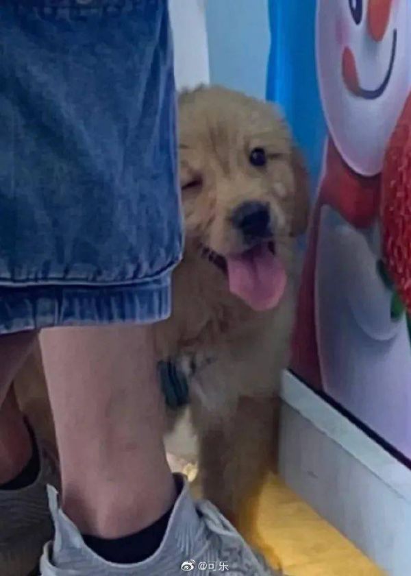 狗训练前后是什么生肖的动物_训练狗_狗训练前训练后搞笑图