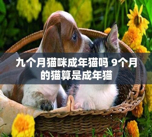 九个月猫咪成年猫吗 9个月的猫算是成年猫