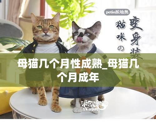 母猫几个月性成熟_母猫几个月成年